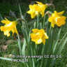 Narcissus pseudonarcissus Obvallaris (Tenby Daffodil) - PACK of 17 bulbs