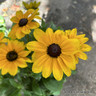 Rudbeckia hirta 'Indian Summer'-3ltr