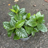 Gardenia jasminoides (9cm)