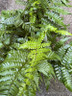 Dryopteris championii - XL