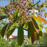 Amelanchier lamarckii