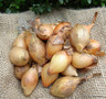 Japanese white onion sets 'Senshyu' - 250g