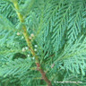 Cupressocyparis leylandii (Green) 2-2.5m