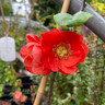 Chaenomeles 'Mango Storm'  3ltr pot