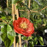 Chaenomeles 'Mango Storm'  3ltr pot