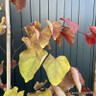 Cercis canadensis 'Eternal Flame' - 15L