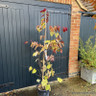 Cercis canadensis 'Eternal Flame' - 15L