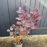 Cotinus 'Lilla' -3L