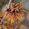 Hamamelis  x intermedia 'Jelena' (Witch Hazel) - 3L
