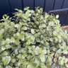 Pittosporum 'Silver ball' 3L