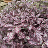 Pittosporum tenuifolium 'Bannow Bay' 3L