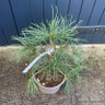 Sciadopitys veticillata (Umbrella pine)