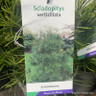 Sciadopitys veticillata (Umbrella pine) 5L