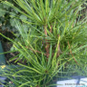 Sciadopitys veticillata (Umbrella pine) 5L
