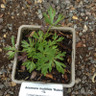 Anemone multifida 'Rubra' - 1ltr pot