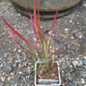 Imperata cylindrica 'Red Baron' - 1ltr pot