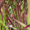 Imperata cylindrica 'Red Baron' - 1ltr pot