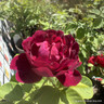 Souvenir Du Docteur Jamain - Shrub Rose