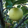 Apple 'Limelight' 1yr feathered maiden (MM106 rootstock)