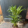 Dypsis lutescens (Areca Palm)