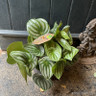 Peperomia 'Argyreia' (Watermelon peperomia)