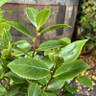 Camellia 'Bonomiana' (10ltr)