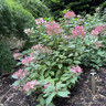 Hydrangea pani. 'Wims Red' 10L