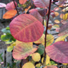 Cotinus 'Flamissimo' 3L