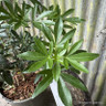 Choisya 'Green Fingers' 3L