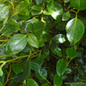 Griselinia littoralis 80/100cm (10ltr)