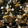 10 x Amelanchier lamarckii (June Berry) 40-60cm bare root (bundle)