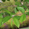 25 x Carpinus betulus (Hornbeam) 60-90cm bare root (bundle)