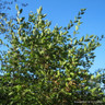 10x Carpinus betulus (Hornbeam) 100-125cm bare root (bundle)