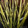 25 x Cornus 'Flaviramea' (Yellow twig Dogwood) 60-90cm bare root (bundle)