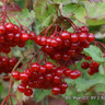 10 x Viburnum opulus (Guelder Tree) 40-60cm bare root (bundle)