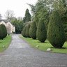 10 x Taxus baccata (Yew) 40-60cm bare root (bundle)