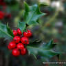 10 x Ilex aquifolium (English Holly) 30-50cm (9cm)