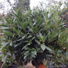 Bay Lollipop 1m Standard (Laurus Nobilis) 60-65cm Head