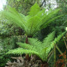 3ft - 3ft 4" Premium Tree Fern - Dicksonia antarctica