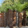 3ft - 3ft 4" Premium Tree Fern - Dicksonia antarctica