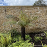 3ft - 3ft 4" Premium Tree Fern - Dicksonia antarctica
