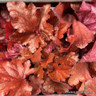 Heuchera ‘Forever Red’ - 3ltr