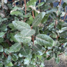 Elaeagnus ebb. 'Compacta' bush 80-100cm