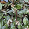 Elaeagnus ebb. 'Compacta' bush 80-100cm
