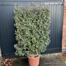 Elaeagnus ebb. 'Compacta' metal frame 140x100cm