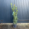 Laurus nob. Bush 100-120cm (bay)