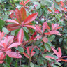 Photinia fras. 'Red Robin' Frame 150x100cm