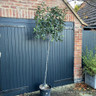 Photinia fras. 'Red Robin' Standard on high frame (100x100cm)