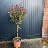 Photinia serr. 'Atropurpurea Nana' 1/2 Stem. 40-50cm head