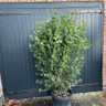Viburnum tinus 'Eve Price' bush 150cm+